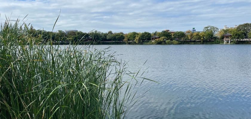 A calm lake surrounded by tall grasses and trees under a cloudy sky.