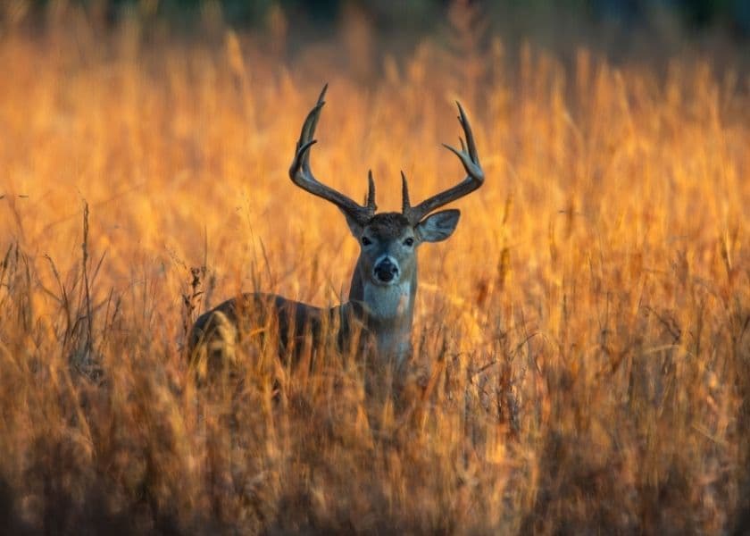 White-tailed buck standing in tall golden prairie grass in the Kansas Flint Hills.